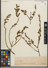 Foto von Salix purpurea L.